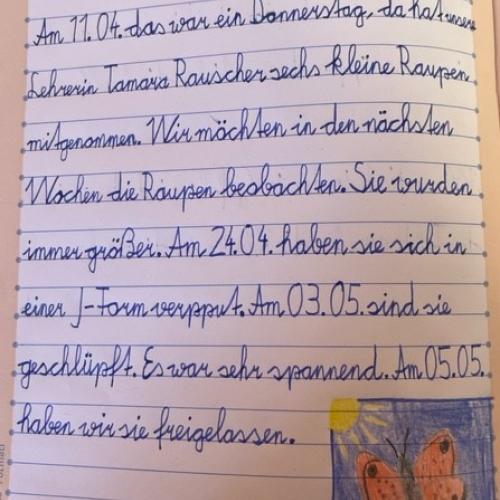 Schmetterlinge