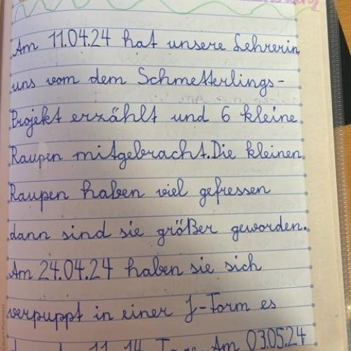 Schmetterlinge