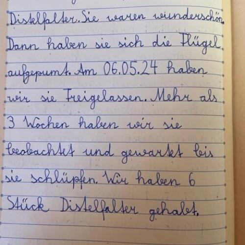 Schmetterlinge