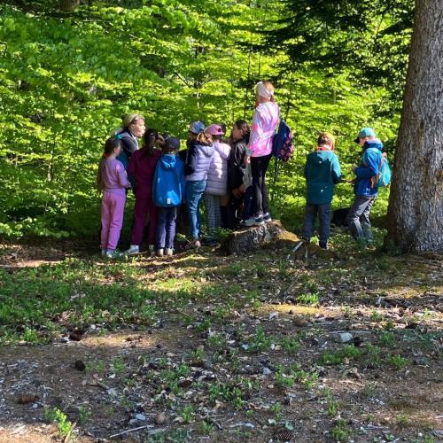26-04-30 Wald 2a
