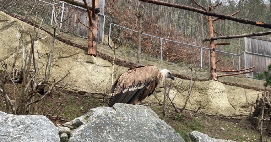 26-04-15 Alpenzoo 2a